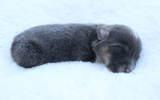 Blue Colored Sunny Hill Corgis Pembroke Welsh Corgi for Cleveland, TN