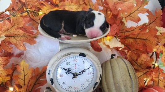 Black and White Colored Low Rider Ranch Corgis