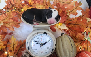 Black and White Colored Low Rider Ranch Corgis Pembroke Welsh Corgi for Wichita, KS