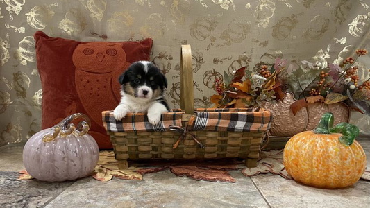 Black And Tan Colored Serenity Ann Pups Corgis