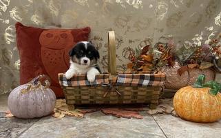 Black And Tan Colored Serenity Ann Pups Corgis Pembroke Welsh Corgi for Selma, CA