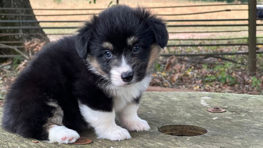 Black And Tan Colored Whisenhunt Farms Corgis