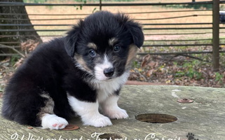 Black And Tan Colored Whisenhunt Farms Corgis Pembroke Welsh Corgi for Nashville, AR