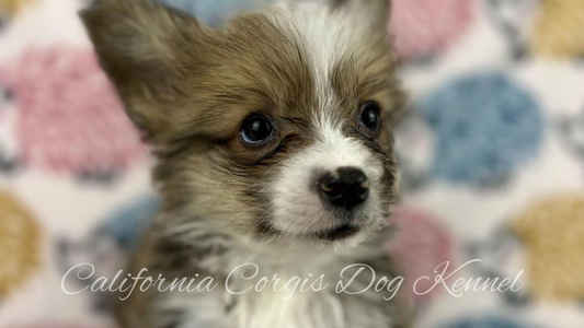 White and Tan Colored California Corgis Dog Kennel Corgis