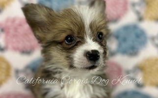 White and Tan Colored California Corgis Dog Kennel Corgis Pembroke Welsh Corgi for Hesperia, CA