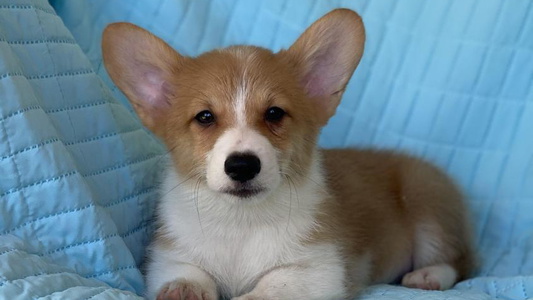 Red Colored Southern Magnolia Corgis