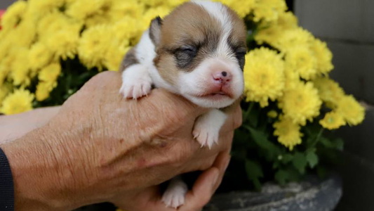 Sable Colored Dolan Farms Corgis