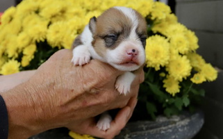 Sable Colored Dolan Farms Corgis Pembroke Welsh Corgi for Ocala, FL