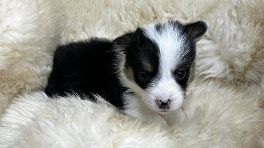 Black And Tan Colored Celtic Corgis