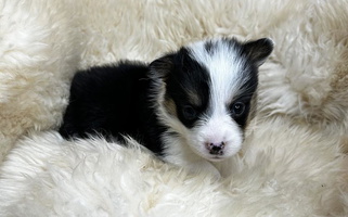 Black And Tan Colored Celtic Corgis Pembroke Welsh Corgi for North Richland Hills, TX