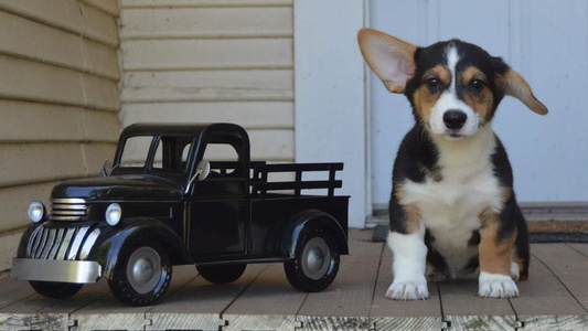 Black And Tan Colored Circle M Corgis