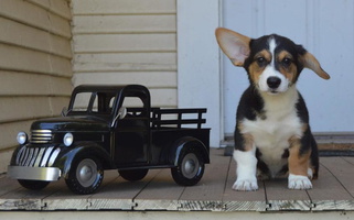 Black And Tan Colored Circle M Corgis Pembroke Welsh Corgi for Canton, TX