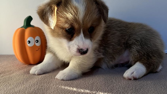 Black and Tan Colored Punchy Pembroke Ranch Corgis