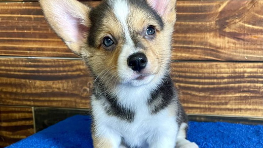 Black And Tan Colored Triple J Aussies and Corgis