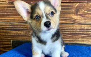 Black And Tan Colored Triple J Aussies and Corgis Pembroke Welsh Corgi for Sulphur, LA