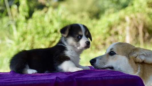 Black and White Colored Cottonwood Corgis