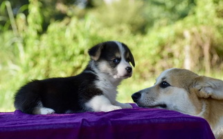 Black and White Colored Cottonwood Corgis Pembroke Welsh Corgi for Alvin, TX