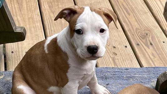 White and Brown Colored Irresistibull Staffords Terrier