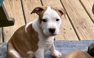 White and Brown Colored Irresistibull Staffords Terrier American Staffordshire Terrier for Monroe, GA