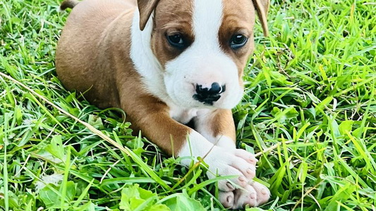 White and Brown Colored American Dream Kennels Staffordshire Terrier