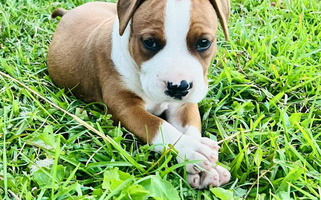 White and Brown Colored American Dream Kennels Staffordshire Terrier American Staffordshire Terrier for Atlanta, GA