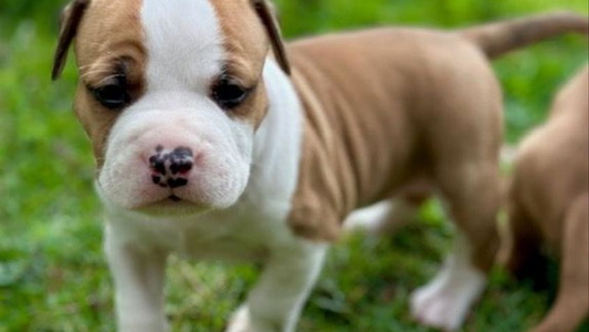 White and Brown Colored Cute Ambition Amstaffs American Staffordshire Terriers