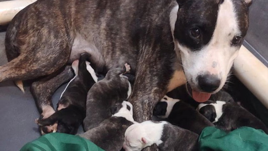 White and Brown Colored Ironheart American Staffordshire Terriers