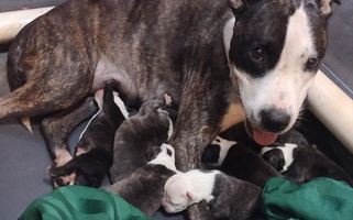 White and Brown Colored Ironheart American Staffordshire Terriers American Staffordshire Terrier for Bastrop, TX