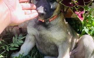 Gray Fawn Pea Ridge Anatolians Anatolian Shepherd for St. Louis, MO