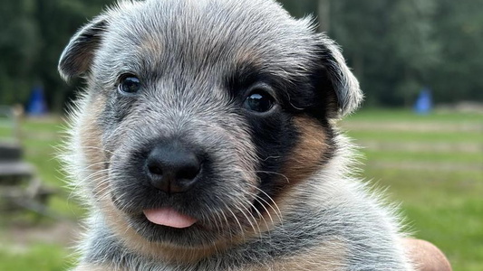 Blue Speckled Colored Fox Hill Cattle Dogs