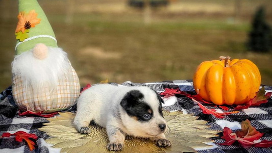 Blue Colored 4D Cattle Dogs