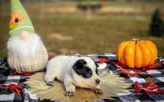 Blue Colored 4D Cattle Dogs Australian Cattle for Spokane, WA