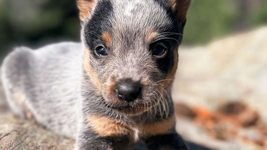 Sable and White Colored Broken Trail Ranch Australian Cattle Dogs