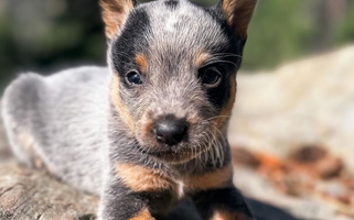 Sable and White Colored Broken Trail Ranch Australian Cattle Dogs Australian Cattle for Kalispell, MT