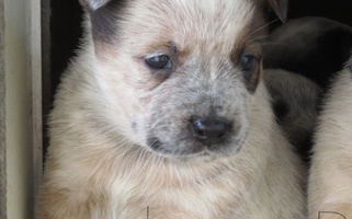 Red Colored Lone Pine Kennel and Rush Creek Aussies Australian Cattle for Redding, CA