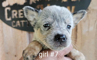 Blue Colored Creek View Cattle Dogs Australian Cattle for Monroe, NC