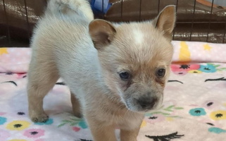 Red Colored Red Desert Australian Cattle Dogs Australian Cattle for Mena, AR