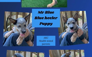 Blue Colored Hardiman’s Howlin’ Hounds Australian Cattle Dog Australian Cattle for Dillwyn, VA