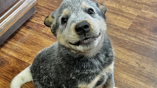 Red Colored BoardCamp Kennels-AKC Australian Cattle Dogs