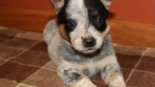 Blue Mottled Colored 4 Hills Cattle Dogs