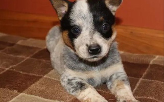 Blue Mottled Colored 4 Hills Cattle Dogs Australian Cattle for Danville, AR