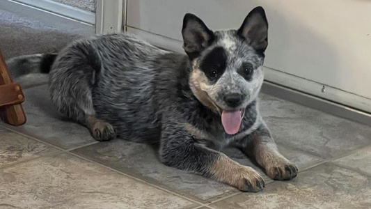 Blue Colored Adams Ranch ACDs Australian Cattle Dog