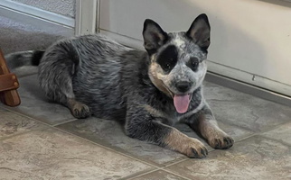 Blue Colored Adams Ranch ACDs Australian Cattle Dog Australian Cattle for Piñon Hills, CA