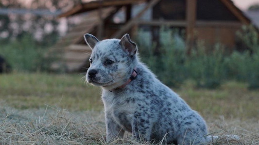 Blue Colored Voodoo Heelers