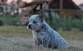 Blue Colored Voodoo Heelers Australian Cattle for Cedar Park, TX