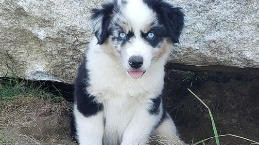 Blue Merle Colored Aussiewaymini