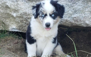 Blue Merle Colored Aussiewaymini Australian Shepherd for Passamaquoddy Pleasant Point, ME