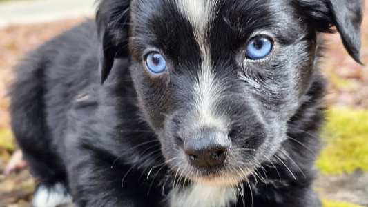 Black & White Colored Border Creek's Australian Shepherds