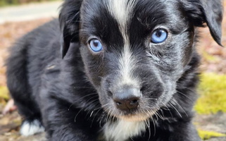 Black & White Colored Border Creek's Australian Shepherds Australian Shepherd for Derby Center, VT