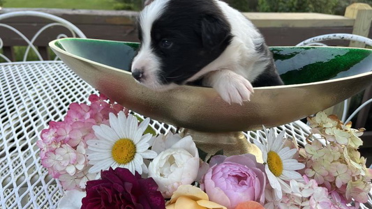 Black Tri-Colored Discovery Hill Australian Shepherds